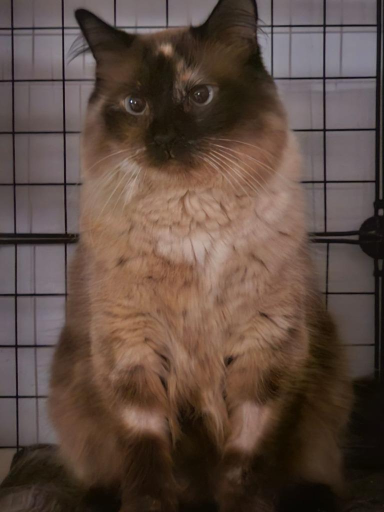 Enlarge CoCo, a Adoptable mixed breed in Shell Lake, WI image 1/1