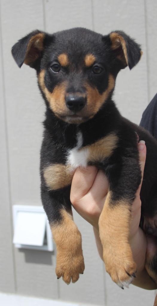 Dozer, Adoptable, Puppy Male Miniature Pinscher & Mixed Breed.