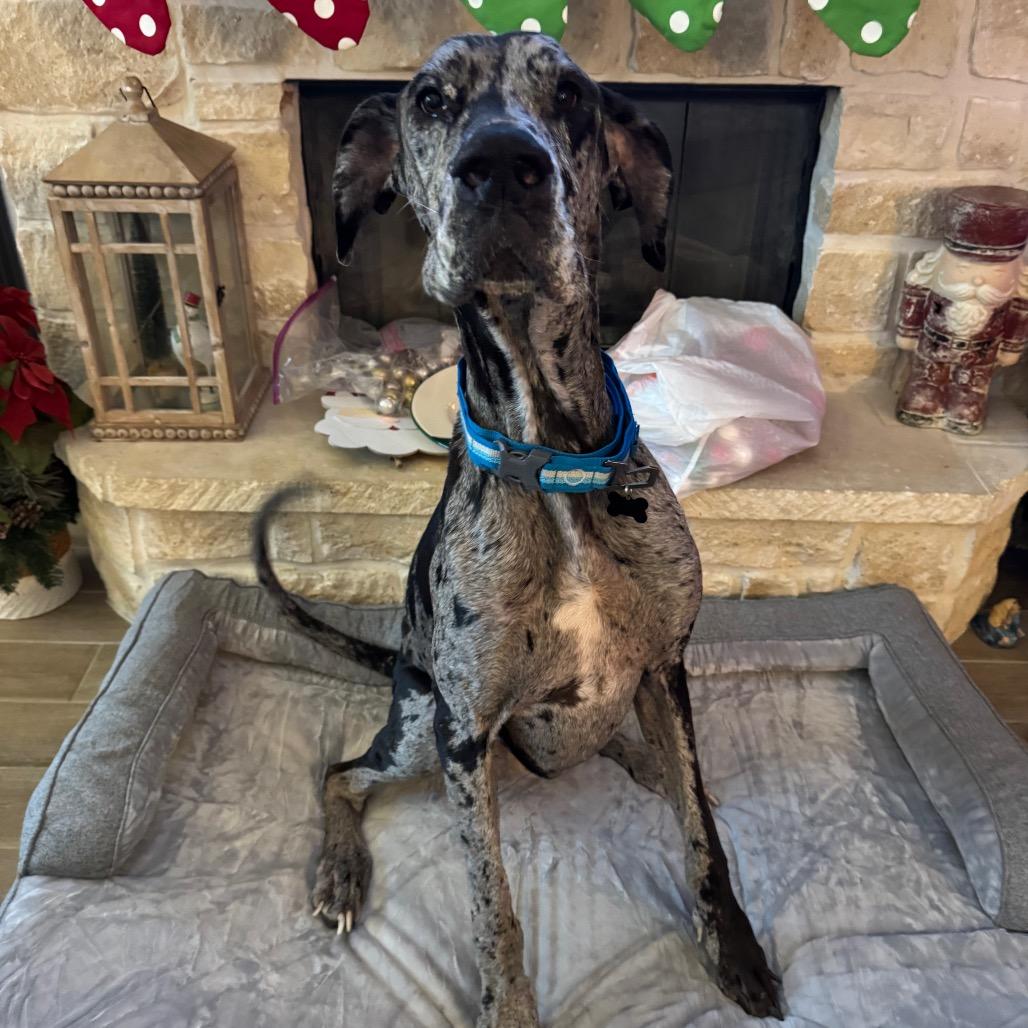 Maximus, a Adoptable Great Dane in Missouri City, TX image 1/3