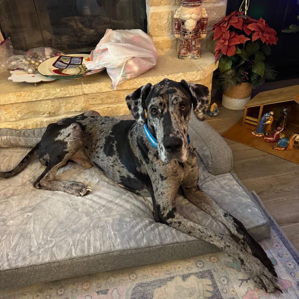 Maximus, a Adoptable Great Dane in Missouri City, TX image 2/3