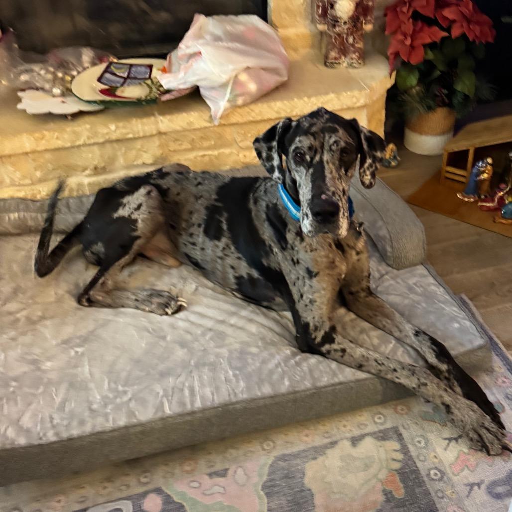 Maximus, a Adoptable Great Dane in Missouri City, TX image 3/3