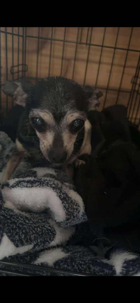 Enlarge Sassy, a Adopted Chihuahua in Osteen, FL image 1/1