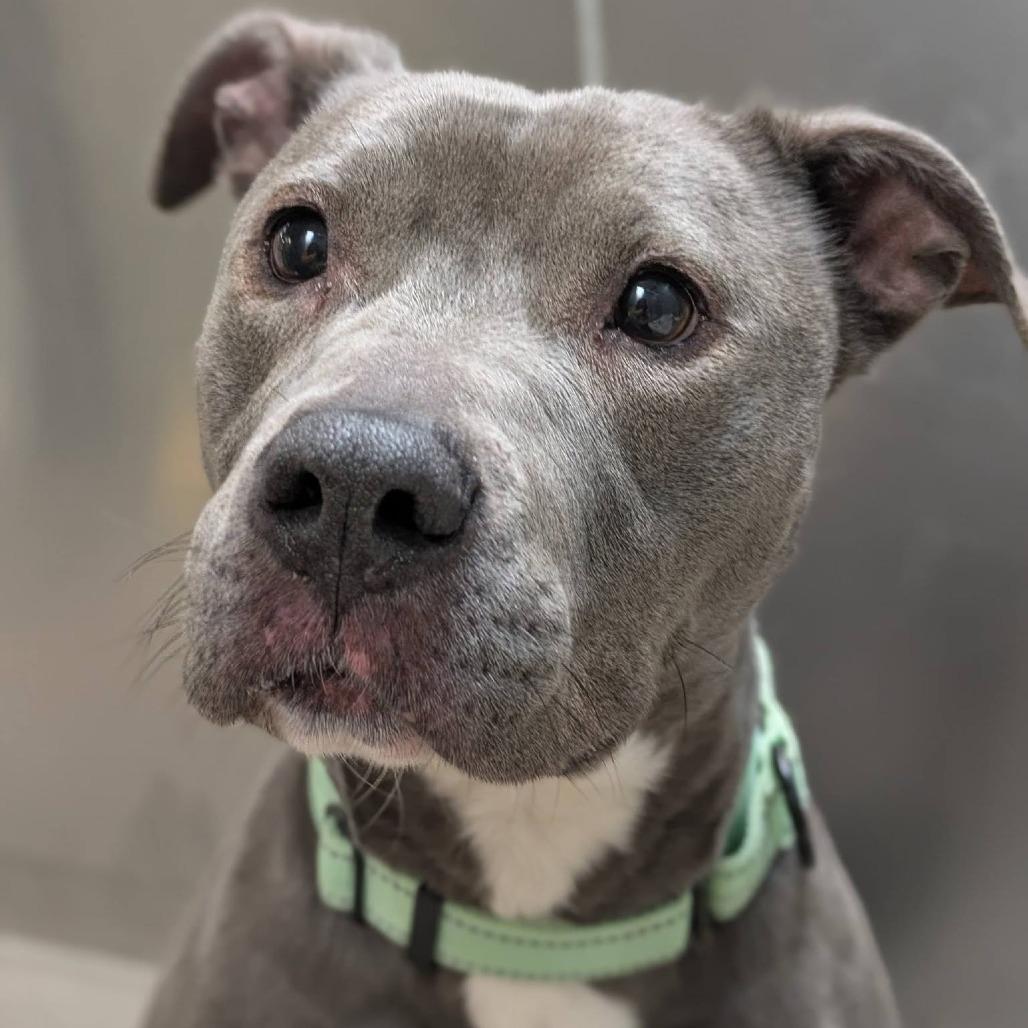 Enlarge Diamond, a Adoptable Pit Bull Terrier in Baltimore, MD image 1/3