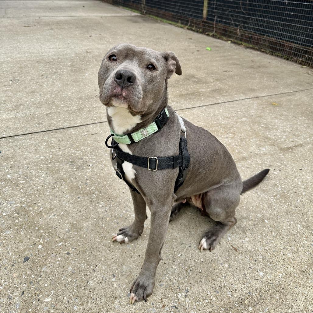 Enlarge Diamond, a Adoptable Pit Bull Terrier in Baltimore, MD image 2/3