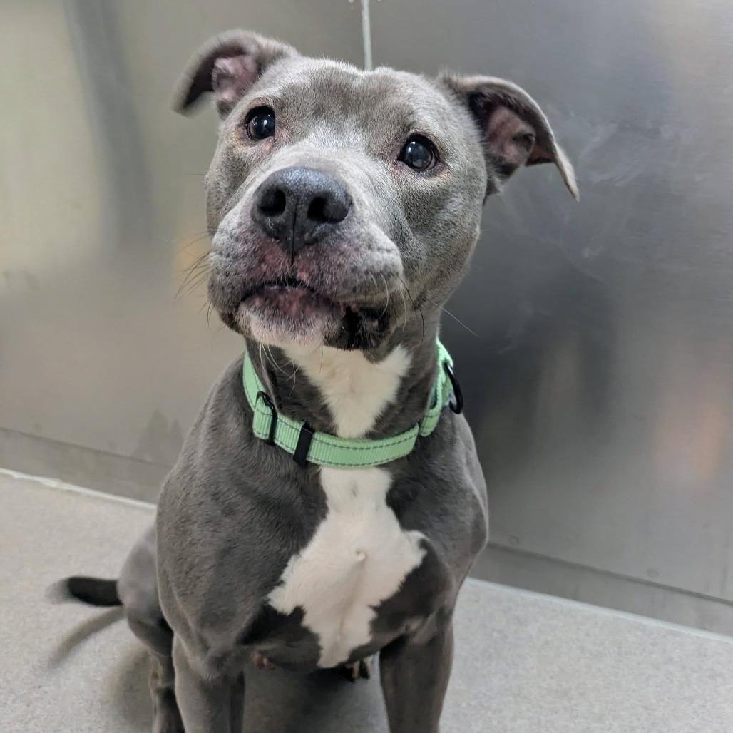 Enlarge Diamond, a Adoptable Pit Bull Terrier in Baltimore, MD image 3/3