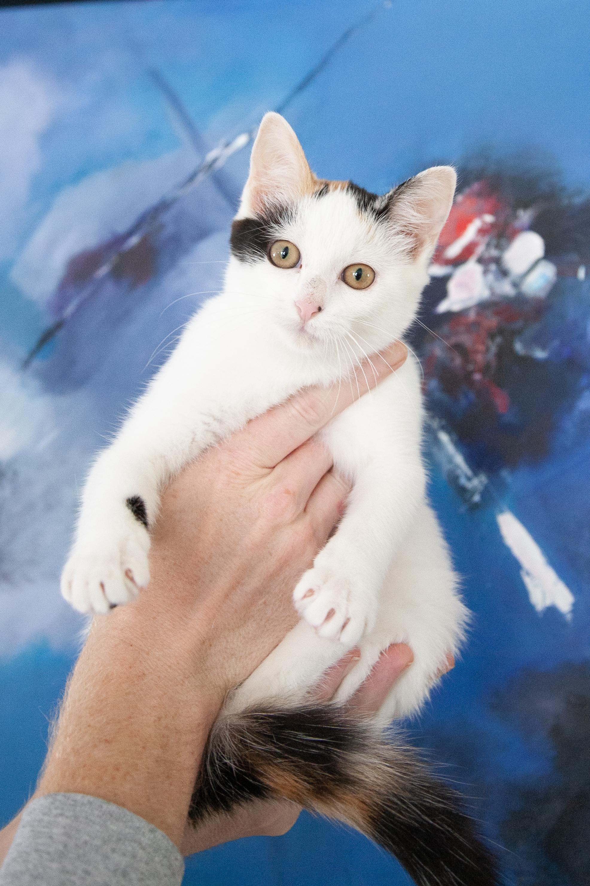 Enlarge Sparrow, a Adoptable mixed breed in Franklin, TN image 5/6