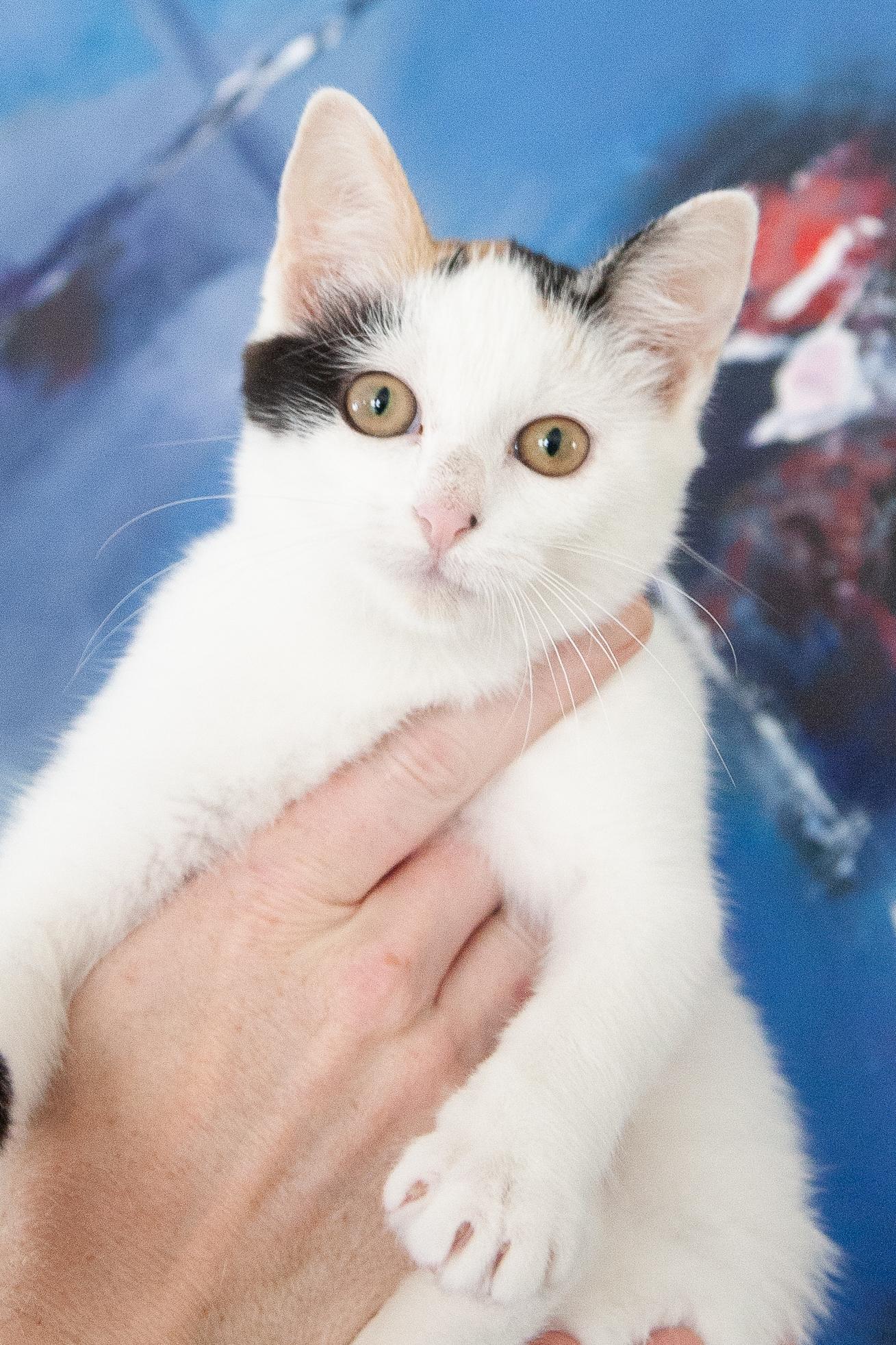 Enlarge Sparrow, a Adoptable mixed breed in Franklin, TN image 2/6