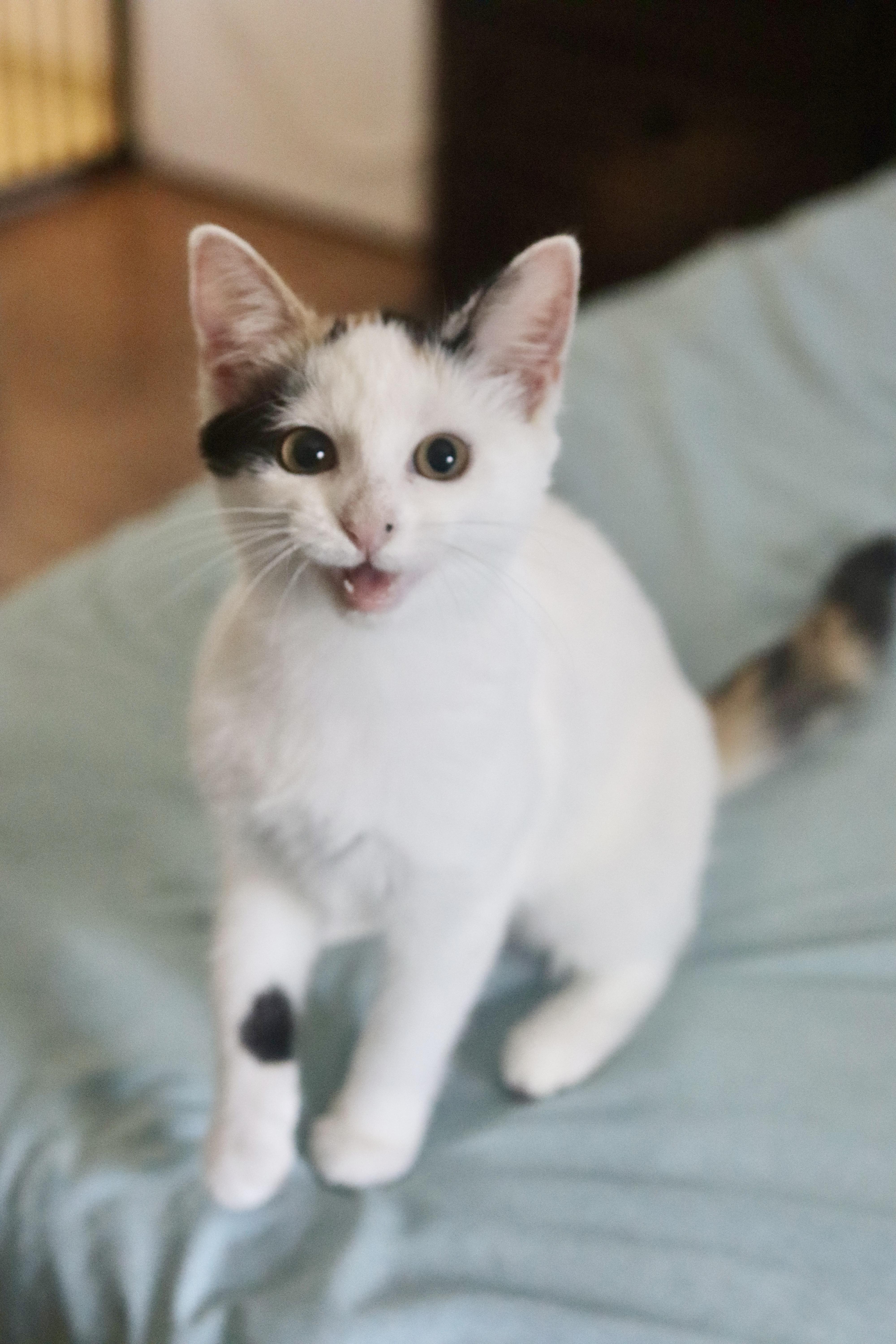 Enlarge Sparrow, a Adoptable mixed breed in Franklin, TN image 4/6