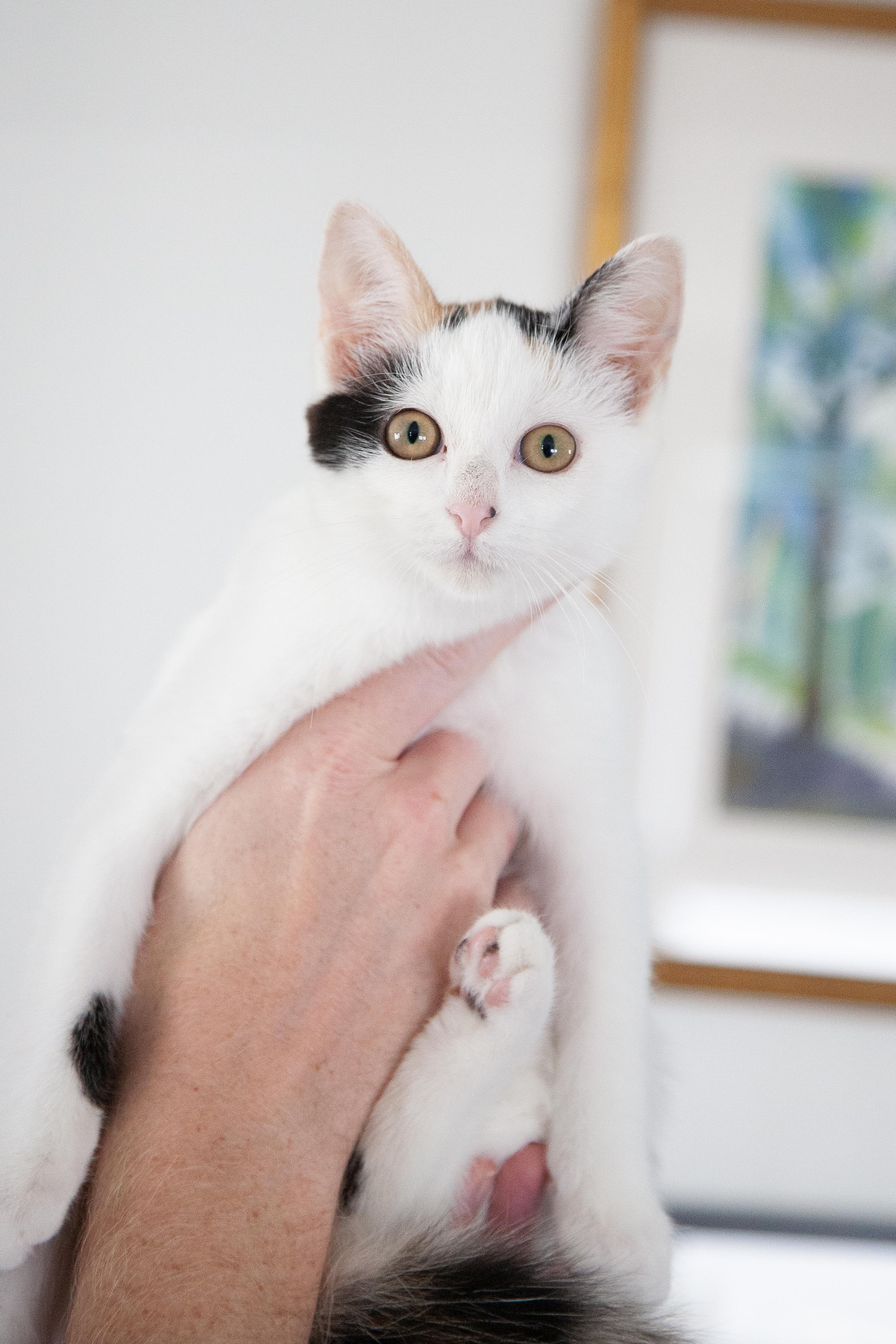Enlarge Sparrow, a Adoptable mixed breed in Franklin, TN image 1/6