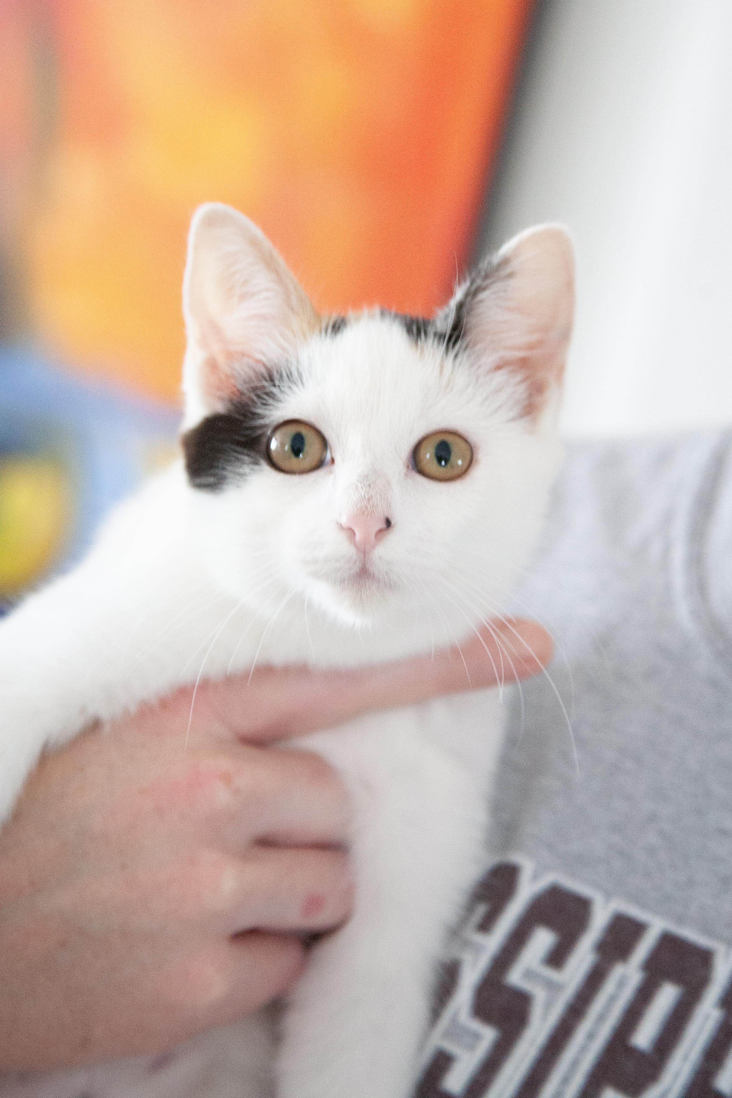 Enlarge Sparrow, a Adoptable mixed breed in Franklin, TN image 3/6