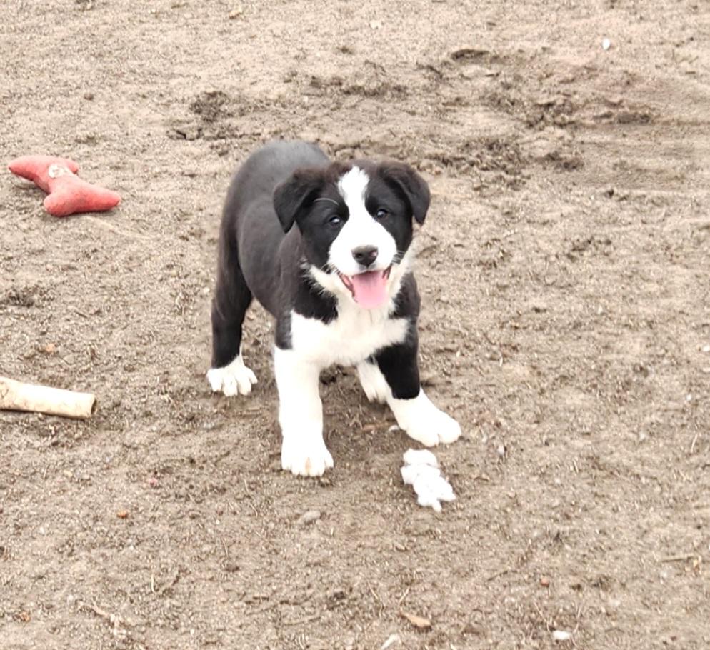 Enlarge Brady, an adopted mixed breed in Liberty Center, OH image 3/6