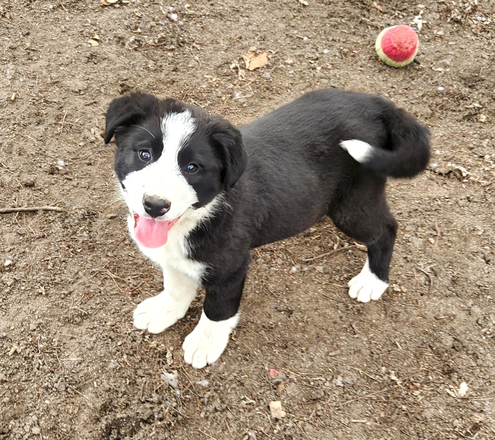 Enlarge Brady, an adopted mixed breed in Liberty Center, OH image 6/6