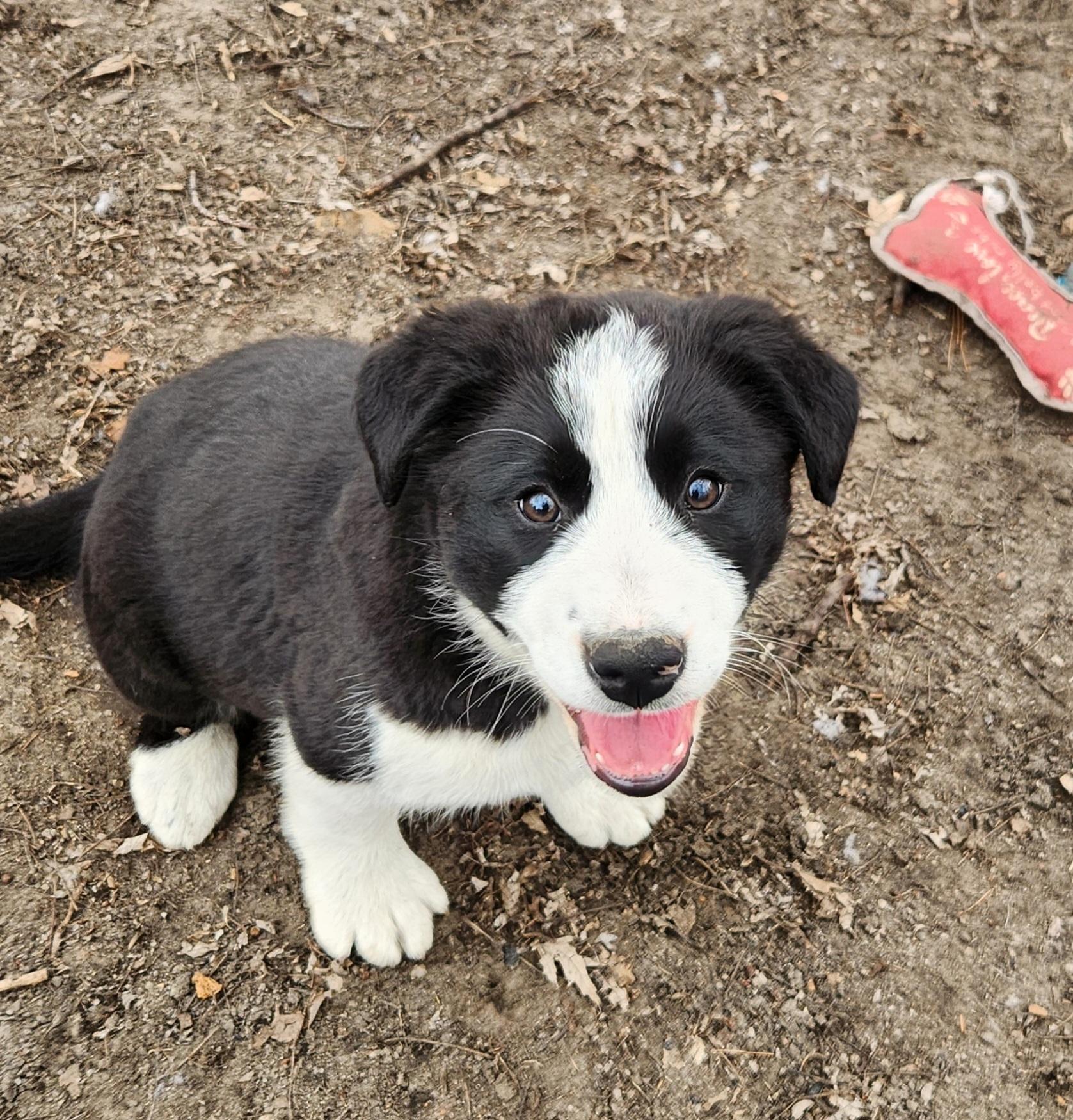 Enlarge Brady, an adopted mixed breed in Liberty Center, OH image 5/6