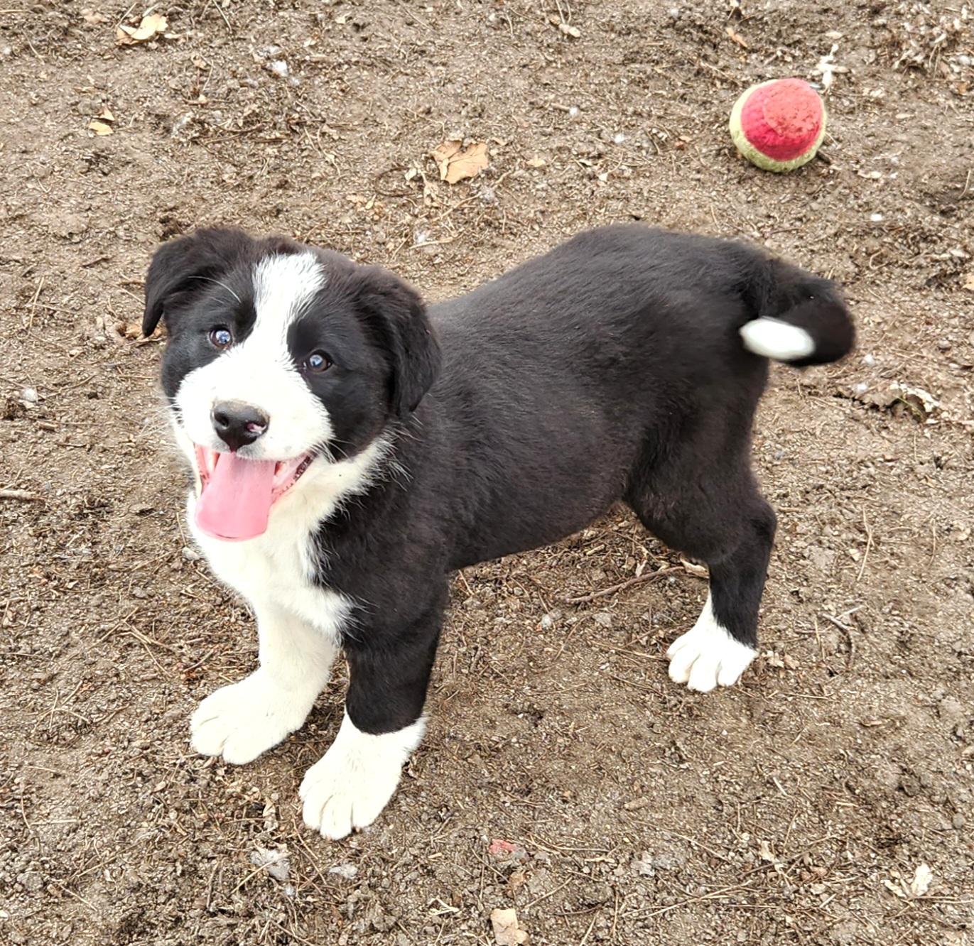 Enlarge Brady, an adopted mixed breed in Liberty Center, OH image 2/6