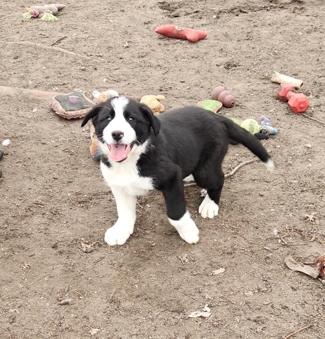 Enlarge Brady, an adopted mixed breed in Liberty Center, OH image 4/6