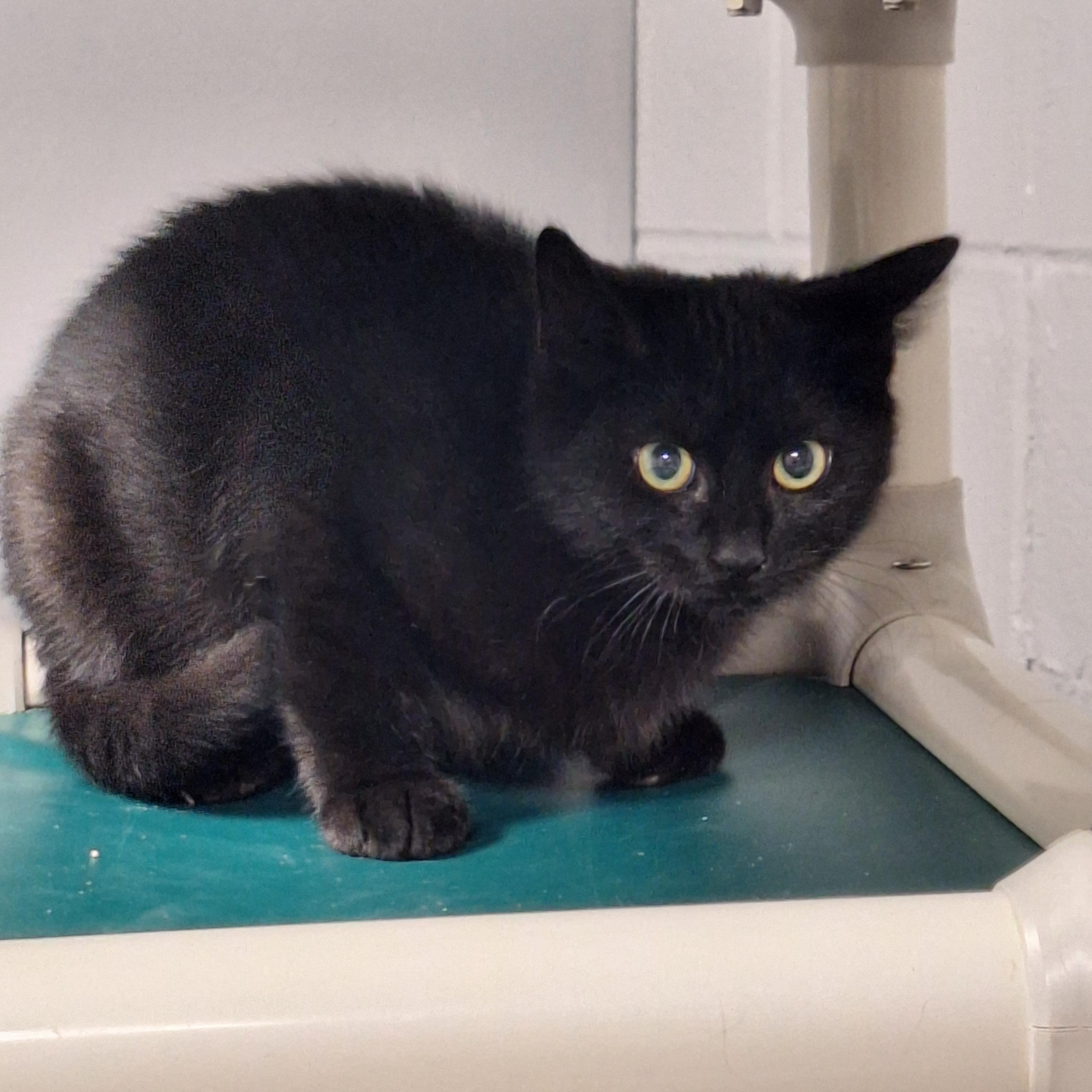 Enlarge Balty, a Adoptable Domestic Short Hair in Rock Hill, NY image 1/1