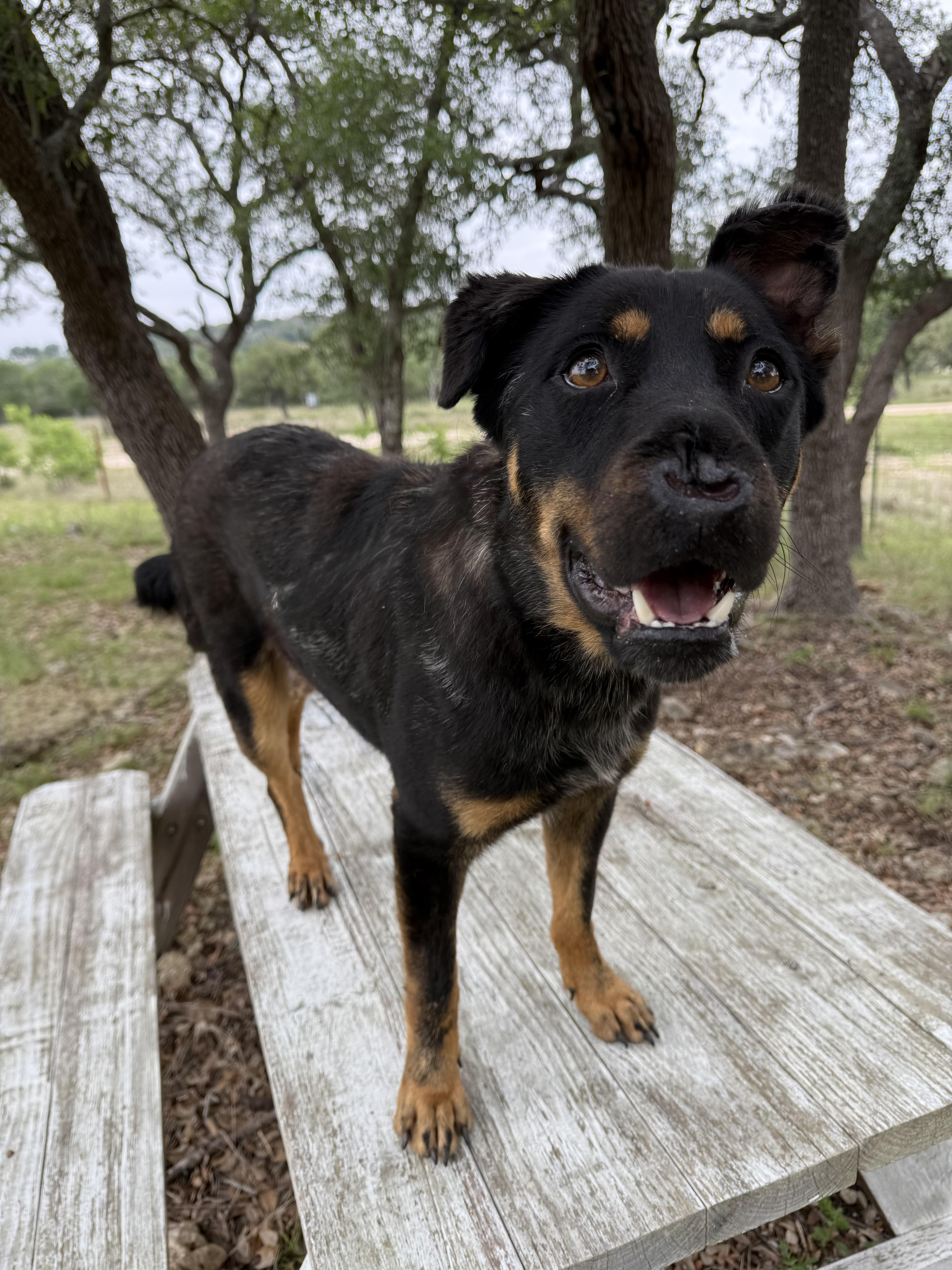 Pup Cup, a Adoptable mixed breed in Nashville, TN image 3/3