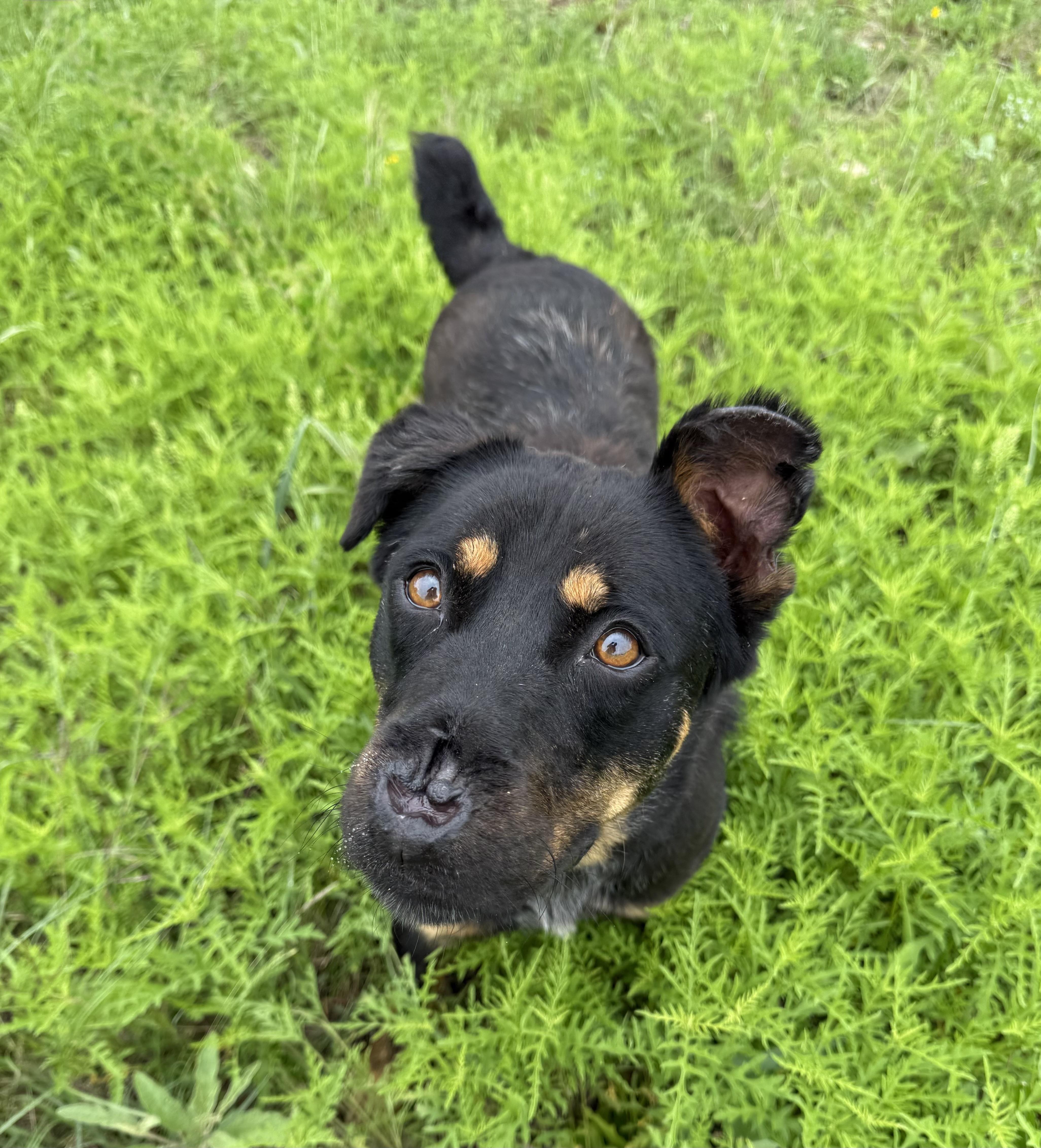 Pup Cup, a Adoptable mixed breed in Nashville, TN image 2/3