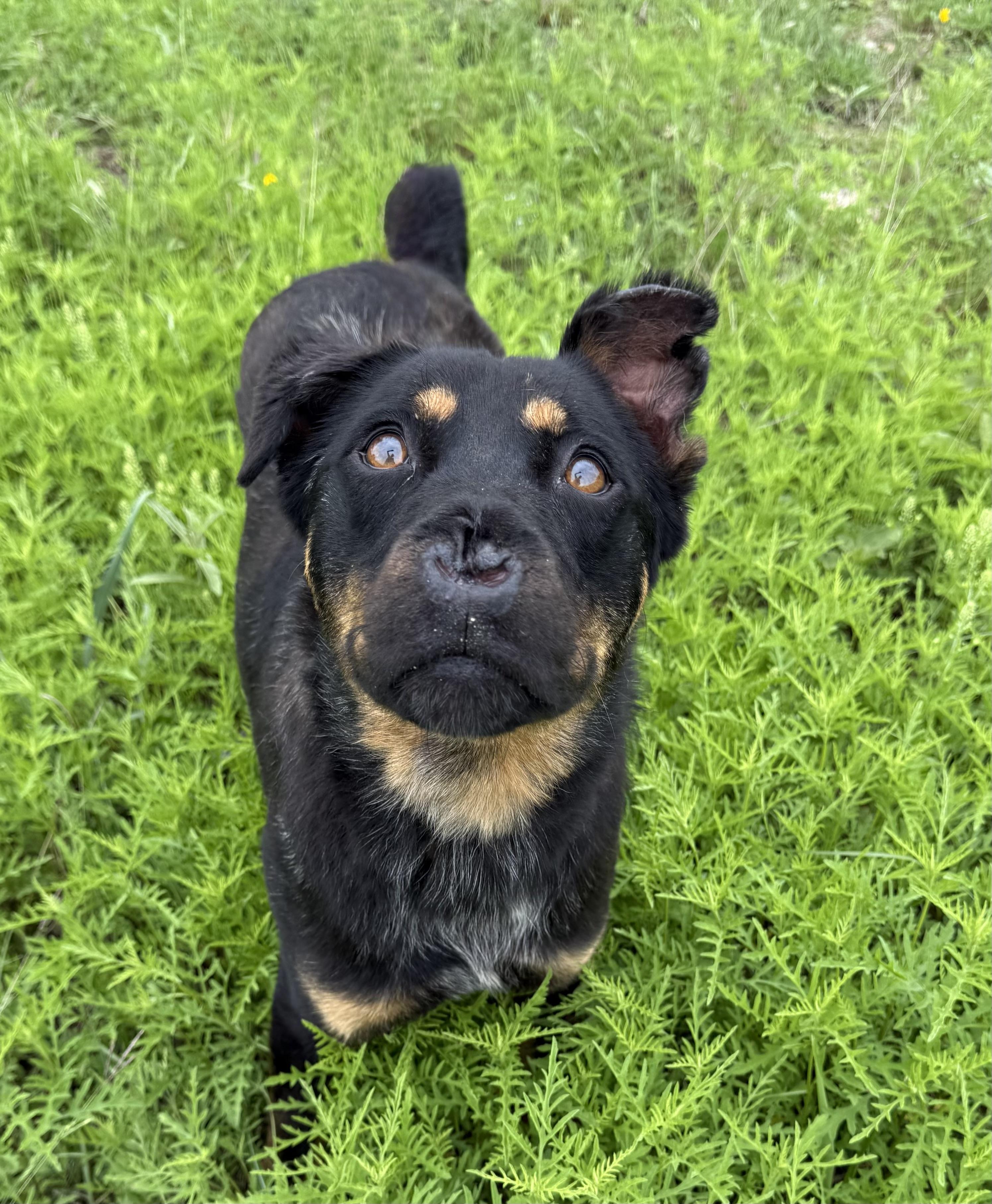 Pup Cup, a Adoptable mixed breed in Nashville, TN image 1/3