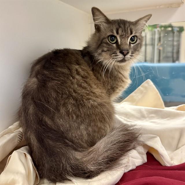 REGGIE, Adoptable, Adult Male Domestic Short Hair.