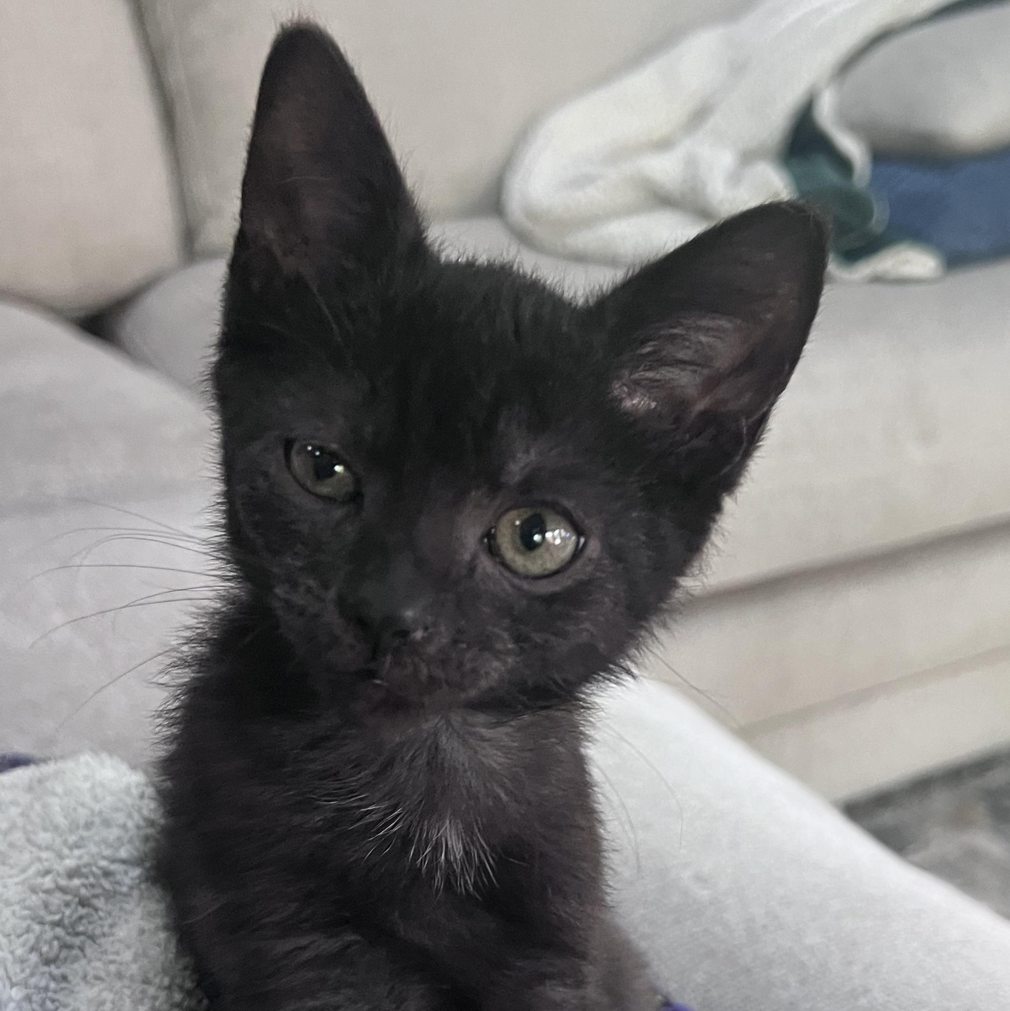 Neptune and Telesto, a Adoptable Domestic Short Hair in Alexandria, VA image 3/6