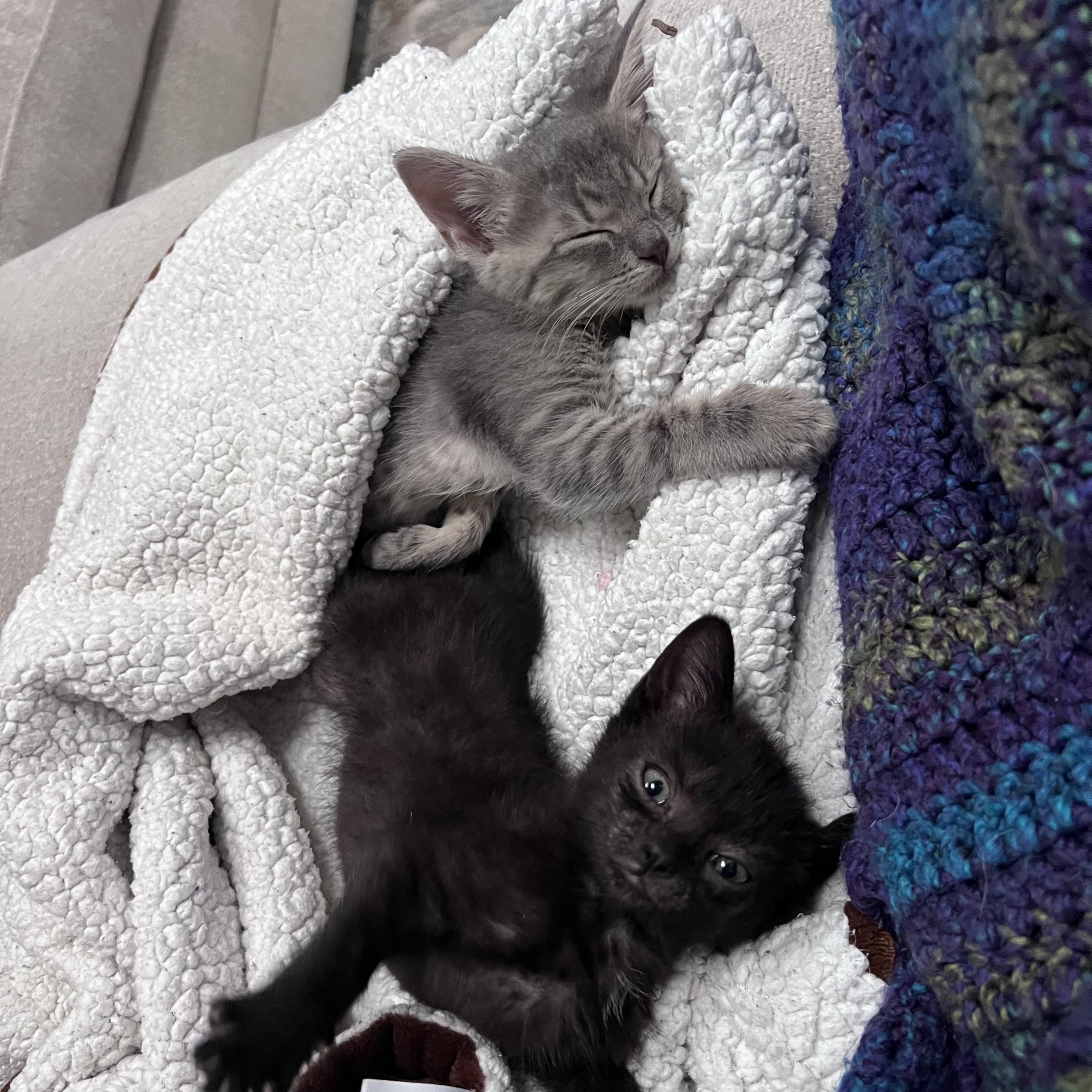 Neptune and Telesto, Adoptable, Kitten Male Domestic Short Hair.