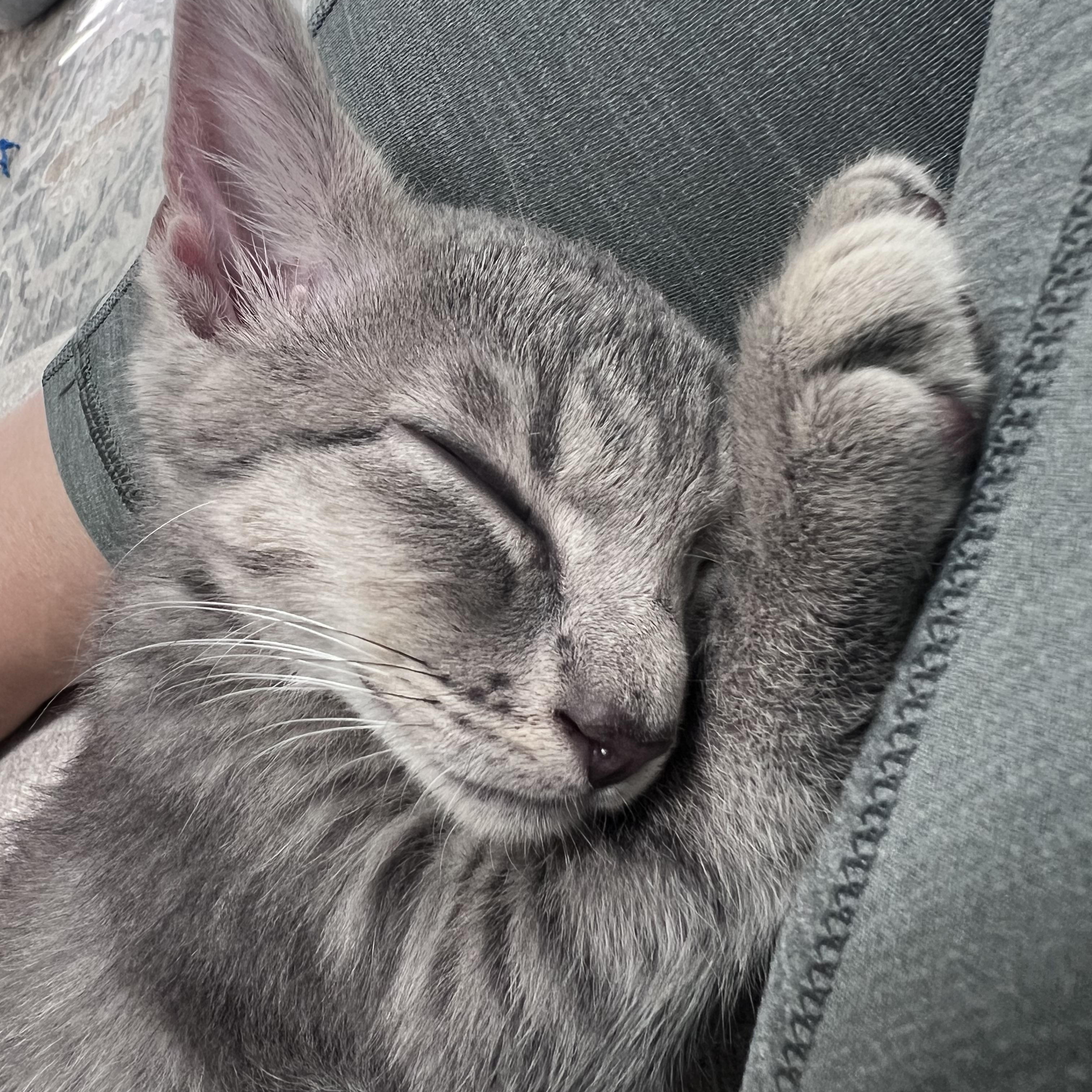 Neptune and Telesto, a Adoptable Domestic Short Hair in Alexandria, VA image 2/6