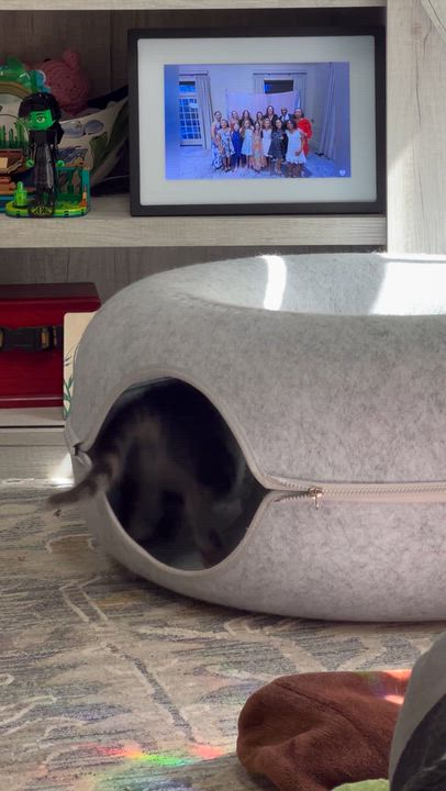 Enlarge Neptune and Telesto, a Adoptable Domestic Short Hair in Alexandria, VA video 6/6