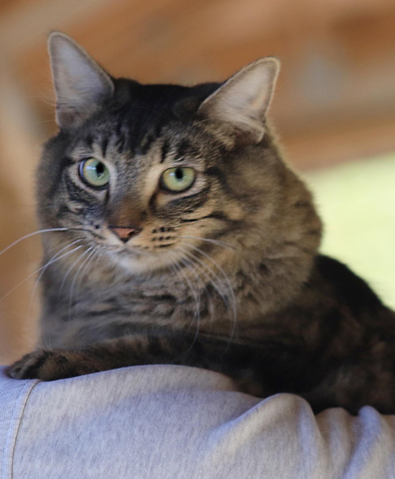 Alice, adopted, Young Female Domestic Medium Hair.