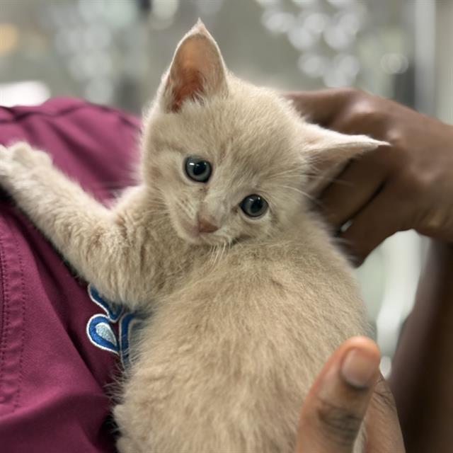 KAI, Adoptable, Kitten Male Domestic Short Hair.