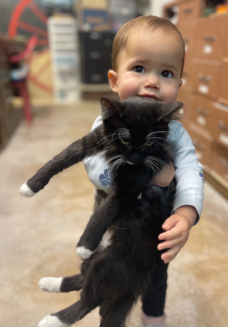 Kittens kid tested , an adoptable Domestic Short Hair in Jackson, GA_image-1