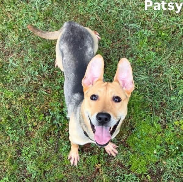 Enlarge Patsy, a Adoptable mixed breed in Little Rock, AR image 1/5