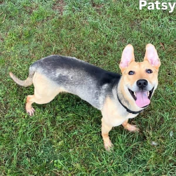 Enlarge Patsy, a Adoptable mixed breed in Little Rock, AR image 2/5