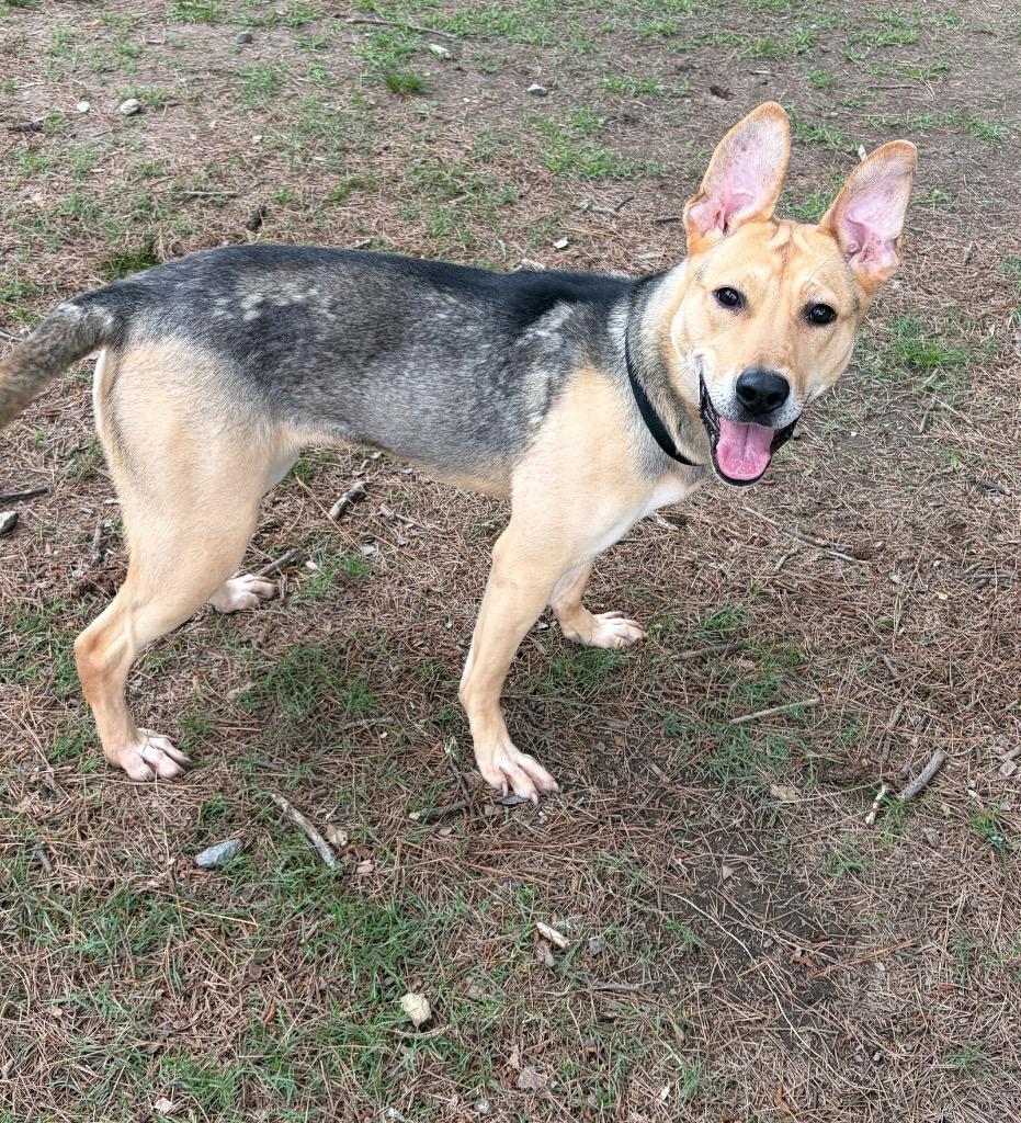 Enlarge Patsy, a Adoptable mixed breed in Little Rock, AR image 3/5