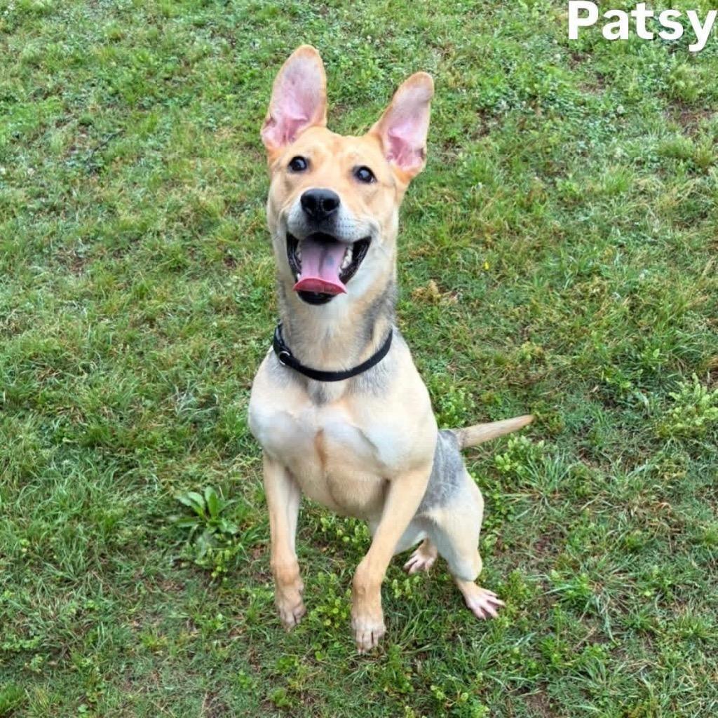 Enlarge Patsy, a Adoptable mixed breed in Little Rock, AR image 4/5