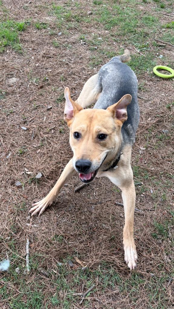 Enlarge Patsy, a Adoptable mixed breed in Little Rock, AR image 5/5