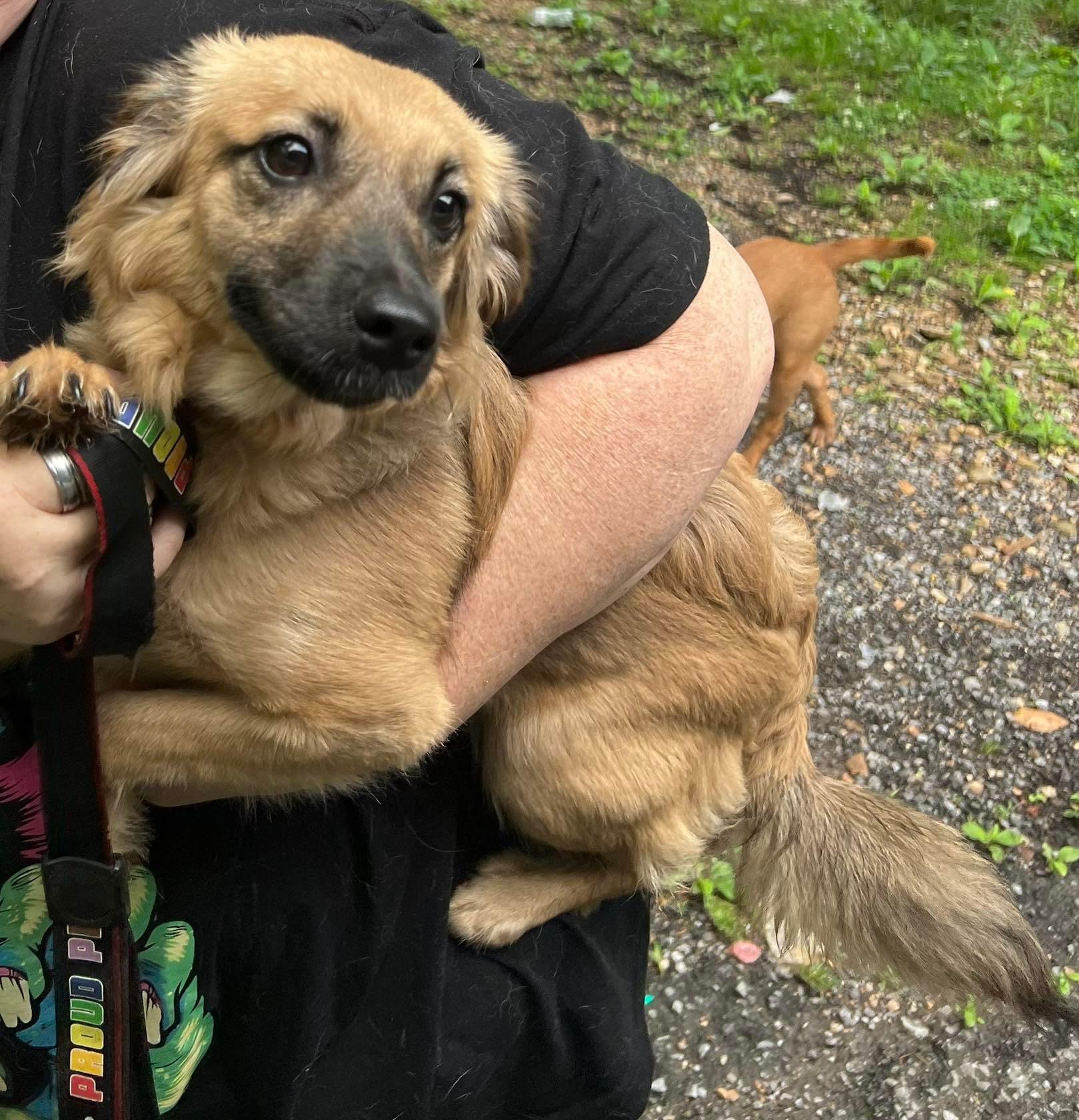 Enlarge Zoey, a ADOPTABLE mixed breed in Middletown, NJ image 3/4