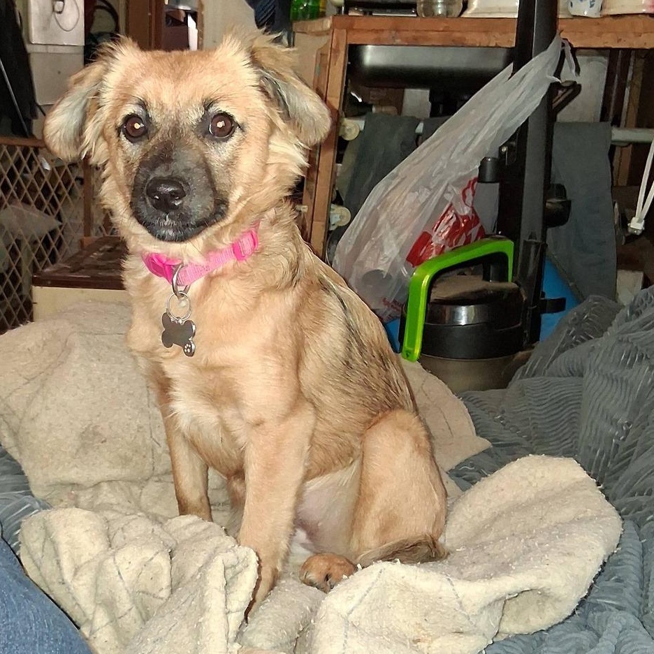 Zoey, ADOPTABLE, Puppy Female Chihuahua.