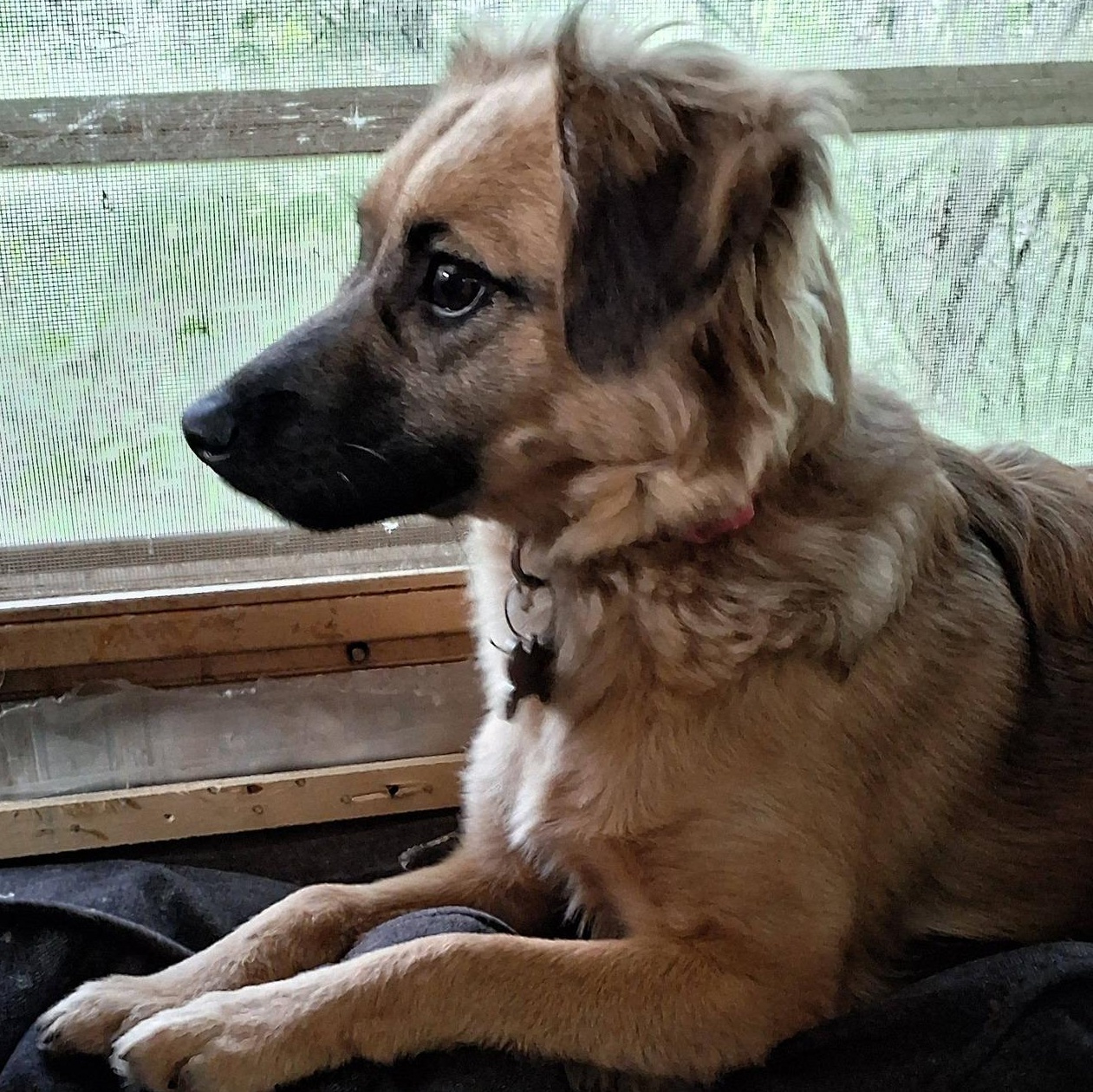Enlarge Zoey, a ADOPTABLE mixed breed in Middletown, NJ image 2/4