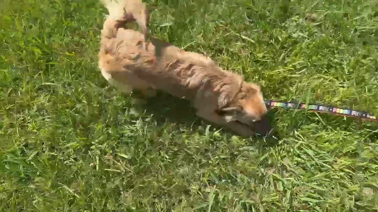 Enlarge Zoey, a ADOPTABLE mixed breed in Middletown, NJ video 4/4