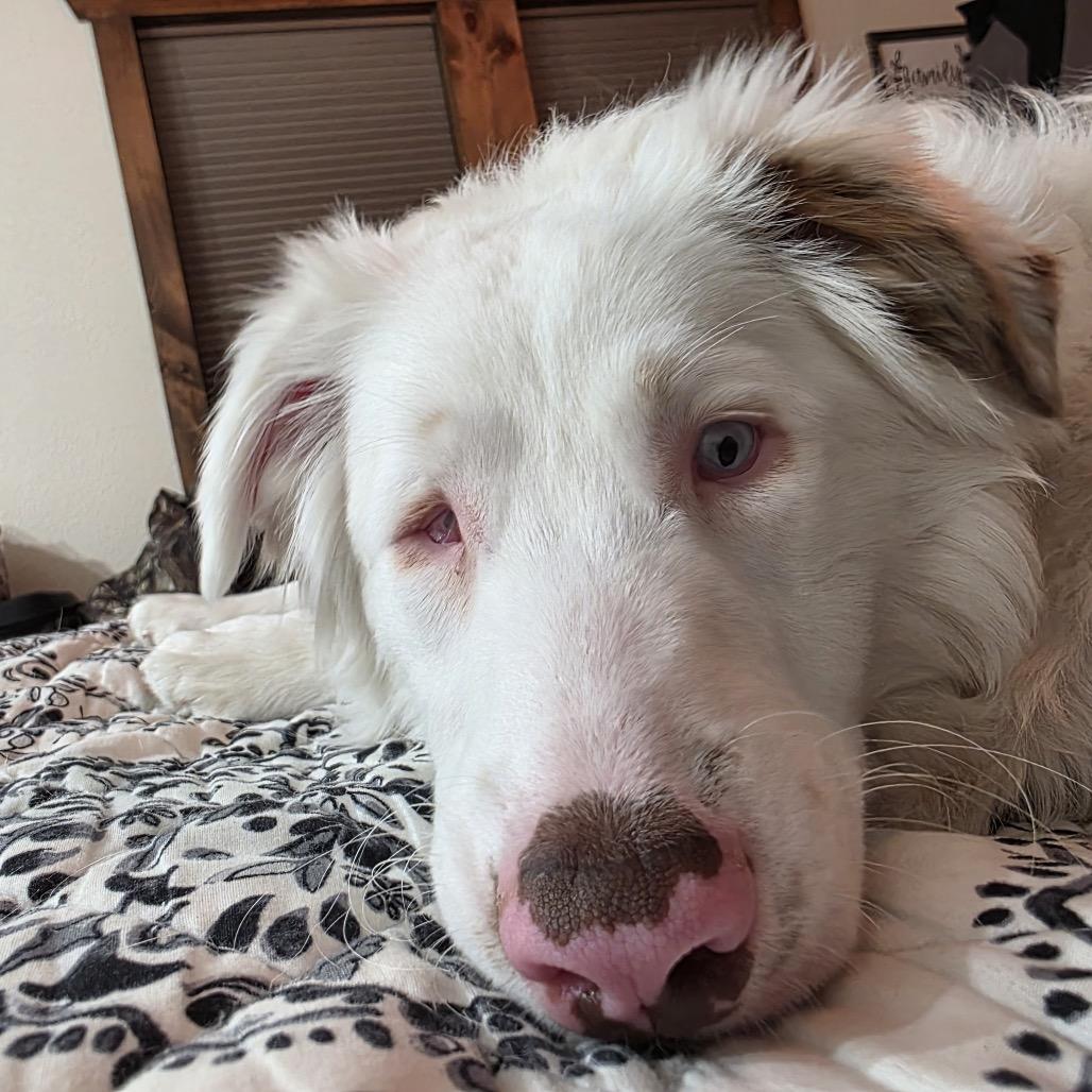 Enlarge Nettie, a Adoptable mixed breed in Alma, WI image 1/6