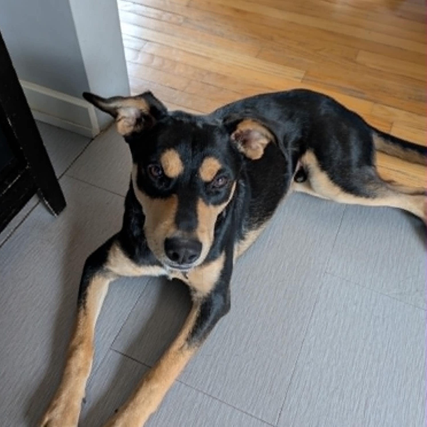 Enlarge Hank, a Adoptable mixed breed in Grand Rapids, MI image 6/6