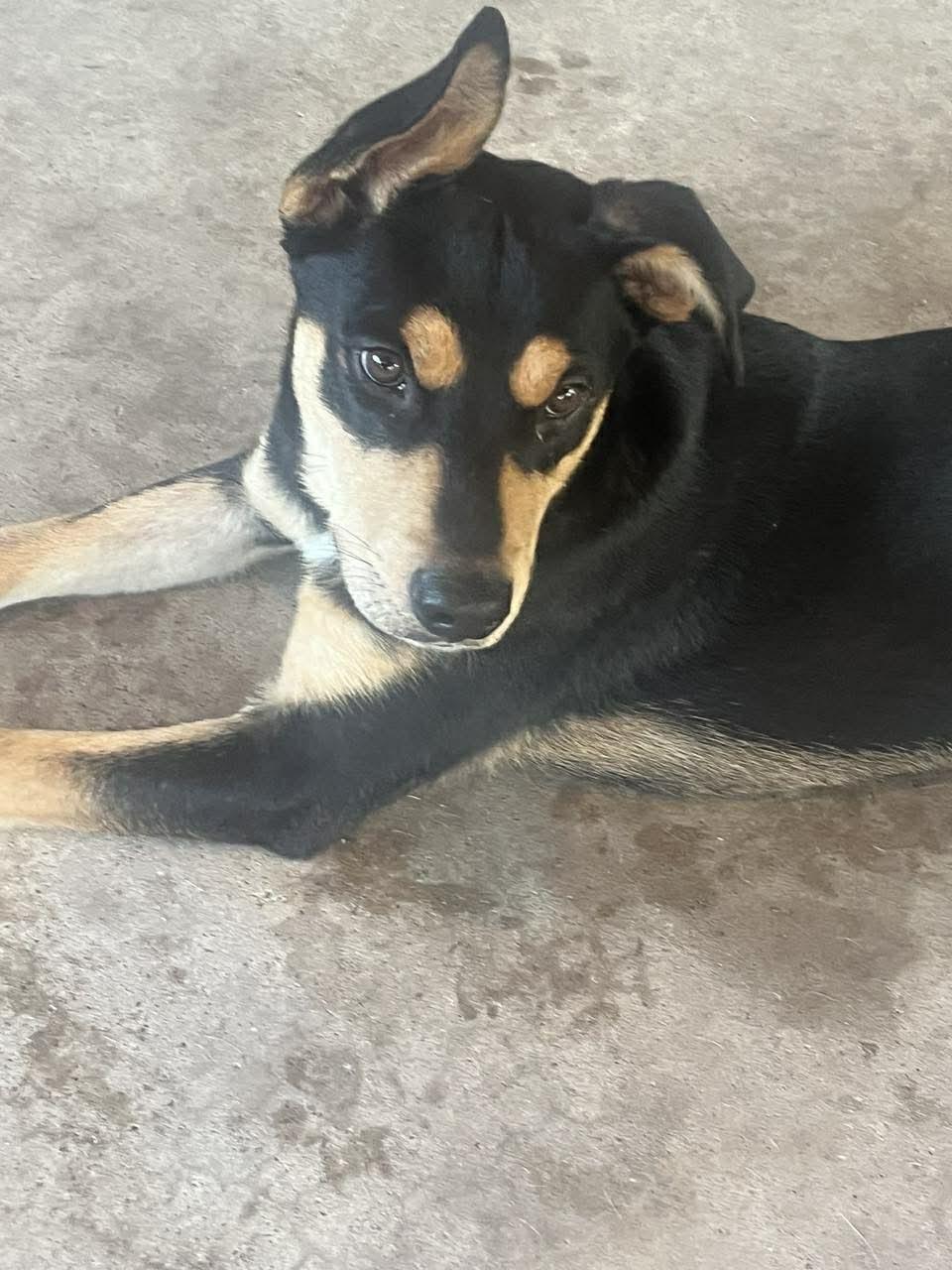 Enlarge Hank, a Adoptable mixed breed in Grand Rapids, MI image 3/6