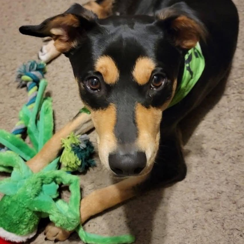 Enlarge Hank, a Adoptable mixed breed in Grand Rapids, MI image 5/6