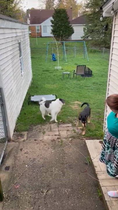 Enlarge Hank, a Adoptable mixed breed in Grand Rapids, MI video 4/6