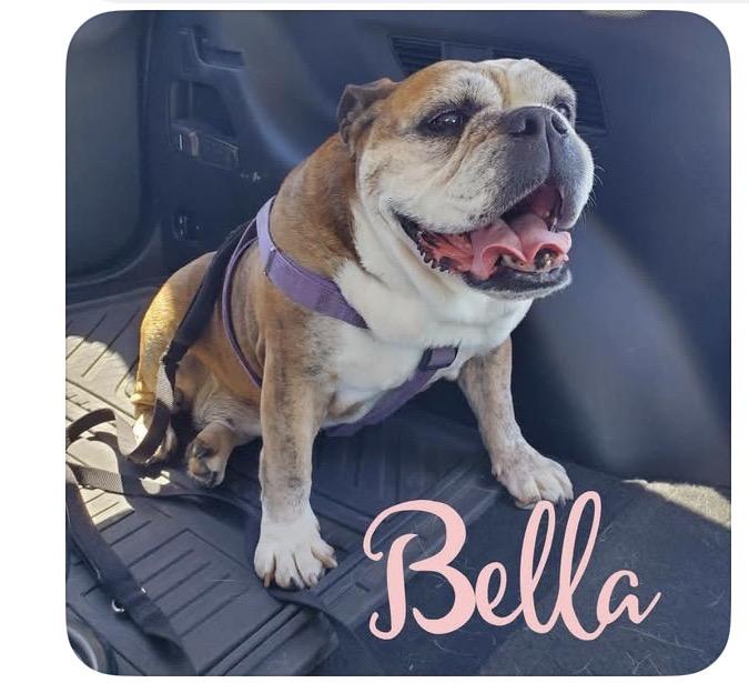 Enlarge Bella , a ADOPTABLE English Bulldog in Powell Butte, OR image 1/2