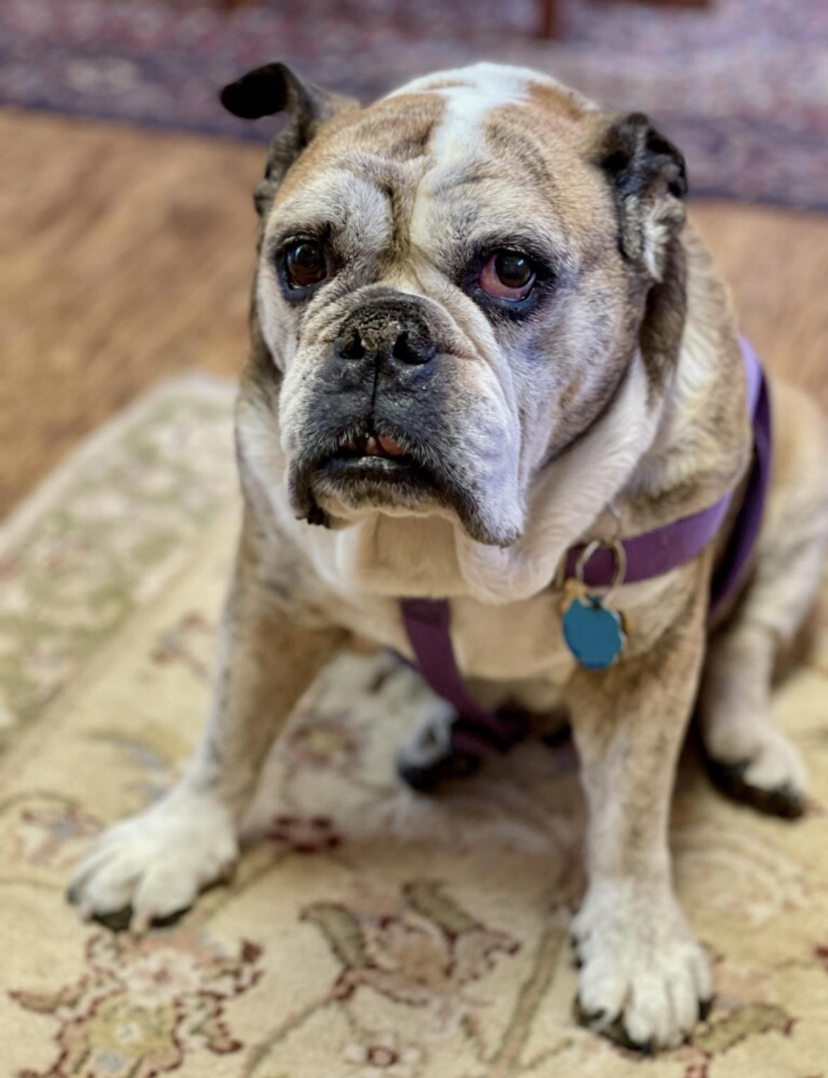 Enlarge Bella , a ADOPTABLE English Bulldog in Powell Butte, OR image 2/2