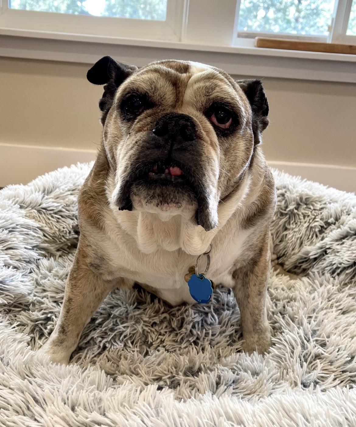Enlarge Bella , a ADOPTABLE English Bulldog in Powell Butte, OR image 3/3