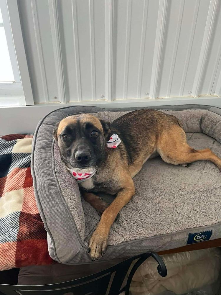 Enlarge Izzy, a Adoptable mixed breed in Osgood, IN image 1/5