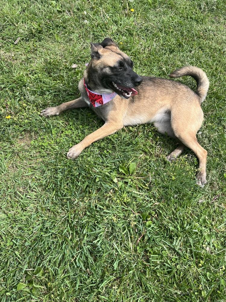 Enlarge Izzy, a Adoptable mixed breed in Osgood, IN image 3/6